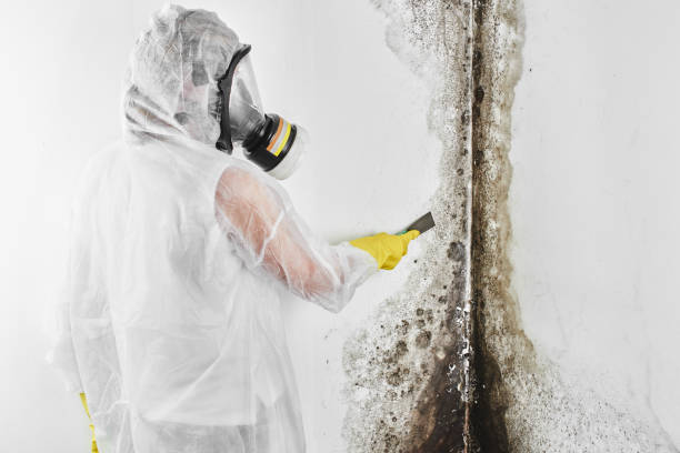 Best Mold Testing  in Providence, UT