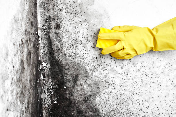 Best Commercial Mold Removal  in Providence, UT