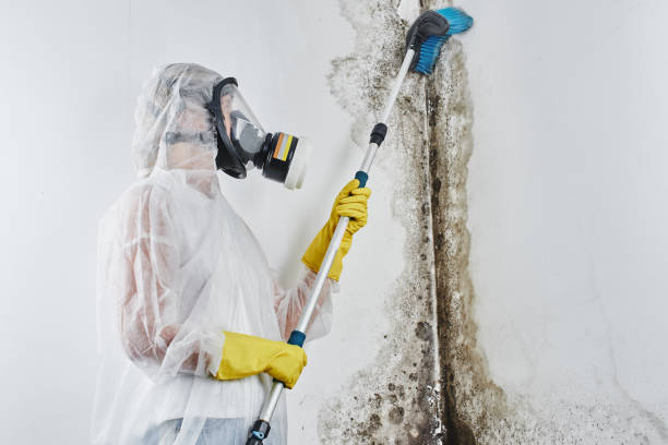 Mold Removal and Inspection in Providence, UT