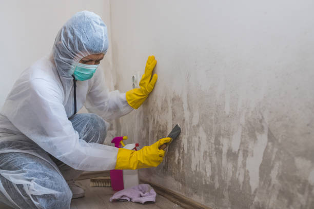 Providence, UT Mold Removal Company