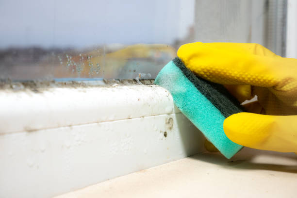 Best Mold Removal Specialists  in Providence, UT