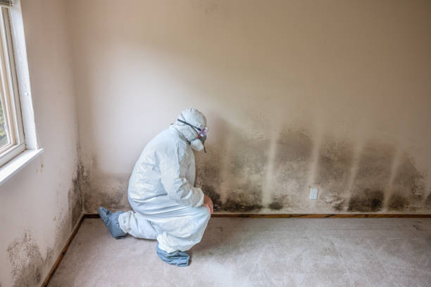 Best Local Mold Removal Service  in Providence, UT