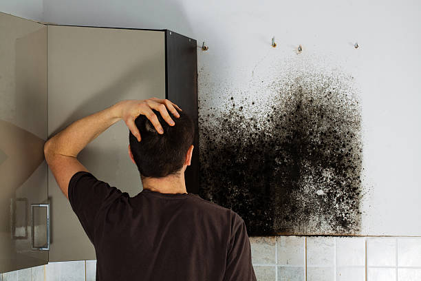 Crawl Space Mold Removal in Providence, UT