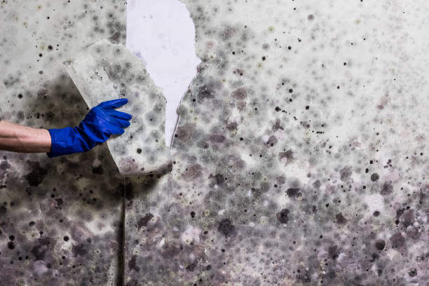 Best Toxic Mold Removal  in Providence, UT