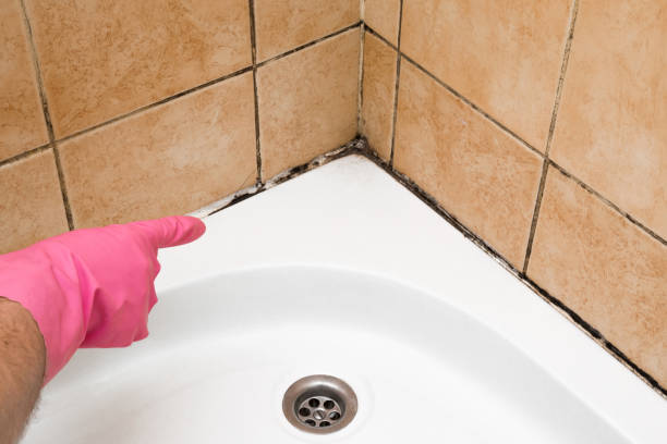 Best Professional Mold Removal  in Providence, UT