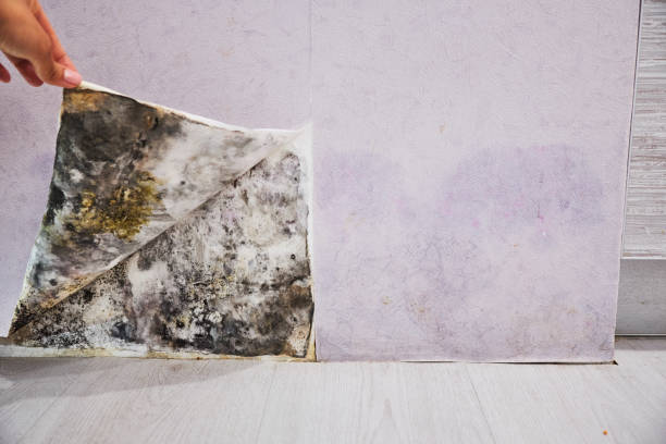  Providence, UT Mold Removal Pros